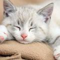 貓咪的8種睡姿代表了什麼含義