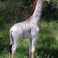 這隻在坦尚尼亞被發現的白色長頸鹿，稀有的外貌已引起保護動物界關注！