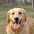 你家汪有上榜嗎？網友票選「全世界最漂亮」的前10名狗狗，暖心金金竟然只排第3名！