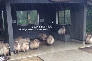 「下大雨了，那就躲起來發呆一整天吧」：日本人氣動物水豚的呆萌躲雨照實在太療癒了！