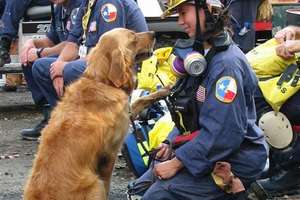 全台感動哭！搜救犬為了尋找生還者「腳都磨破流血」...牠們是災難現場的四腳英雄...!