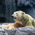 伊努卡永別了！　第一隻出生在熱帶的北極熊　動物園沒辦法只能讓牠永眠