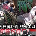 入林采野菜 徹夜未歸 2男遭蛇噬傷身亡