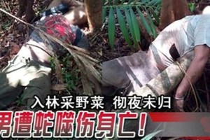 入林采野菜 徹夜未歸 2男遭蛇噬傷身亡