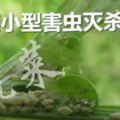 天氣轉暖，蔬菜小型害蟲滅殺秘笈！「蔬菜衛士報」