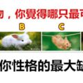 4隻小動物，你覺得哪只最可愛？測出你性格的最大缺點