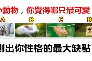 4隻小動物，你覺得哪只最可愛？測出你性格的最大缺點