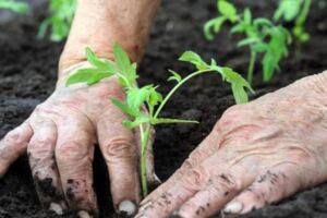 想種菜不知怎麼種？播種、澆水、施肥不知所措？7步學會輕松種菜