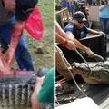 這男人跳水池遭鱷魚生吞，但這隻鱷魚的下場讓所有人都非常憤怒！