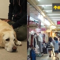 導盲犬不小心忍不住尿尿自責中,店家卻做出「這種事情」!!!其他店家難道也會嗎??