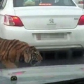 開車上高速公路遇到塞車，原因竟然是...沒有一個人敢下車，直到這名男子「出手」...