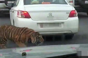 開車上高速公路遇到塞車，原因竟然是...沒有一個人敢下車，直到這名男子「出手」...