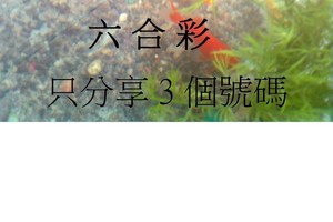 3月12日  六合  如魚得水  黑白報報