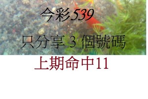 3月15日  今彩539  如魚得水  黑白報報