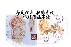 每天拉耳 壯陽奇效 可以試試~