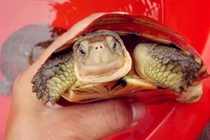 千萬別吃了這六種動物，怨靈的報復會來的最快最猛！ 