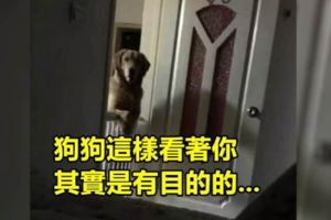 這只狗常常在半夜「看著主人入睡」，原本覺得溫馨，沒想到動物專家的解釋讓他瞬間「頭皮麻到腳底」