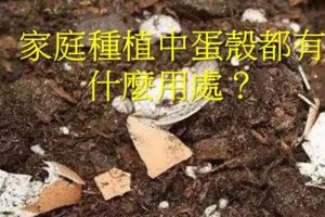 家庭種植中蛋殼都有什麼用處？