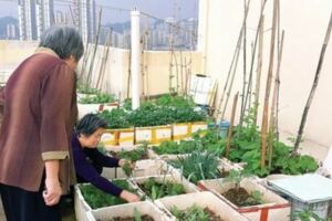 吳大媽養花10年，撿「泡沫箱」有3個妙用，家裡變成「小花園」