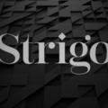 strigo服裝品牌視覺形象系統！