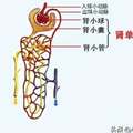 腎小球的作用，重要性，以及如何有效保護腎小球？