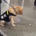 影／警犬執勤時瞥見食物掉在地上　直勾勾盯著「差點被口水淹沒」：忍住…我還在工作！