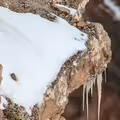 照片裡有一隻「可愛雪豹」 網友找到眼睛脫窗:變色龍等級