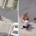 幼童遭2犬撕咬拖行　家人拼命救援