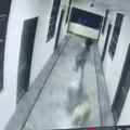 和狗玩你追我跑　少年直衝窗戶墜落