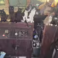 猶如吉卜力電影！海上廢棄船艙驚見「60貓船員」