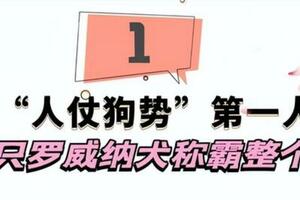 豫西小丁：全網「人仗狗勢」第一人，靠一隻羅威納犬稱霸整個狗場