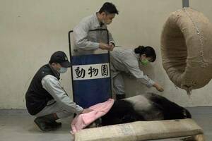 團團整晚4度癲癇！躺地救治畫面曝　動物園揭2發作原因