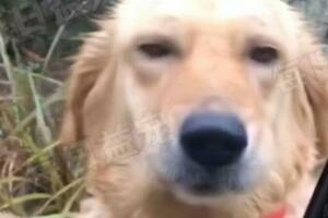 路上偶遇走丟愛犬，時隔一年已生4娃，主人：特別的緣分