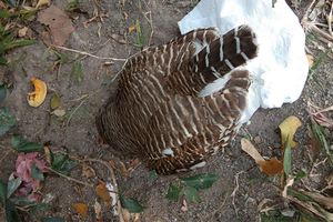 驚見貓頭鷹「倒頭栽」插土裡　男大生急送醫搶救！獸醫檢查卻笑了