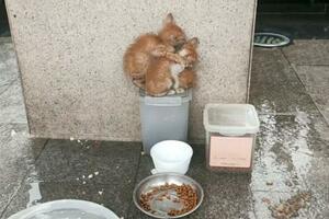 雨天偶遇流浪貓，躲在罐子裡瑟瑟發抖，快被淹沒之際被人一把抱起