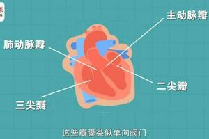 心臟一共有4扇「門」，壞了會直接導致心臟「罷工」？