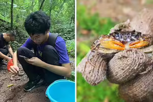 17歲少年溪邊抓螃蟹　驚覺外形怪怪的！一查竟是「地球新物種」