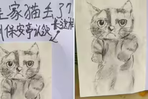 走失公告素描畫得超潦草　直到「貓咪本尊現身」網傻眼：居然一模一樣