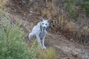 影/絕跡神獸「白色幽靈」首現蹤 攝影師一和牠對眼全身僵住 影/絕跡神獸「白色幽靈」首現蹤 攝影師一和牠對眼全身僵住