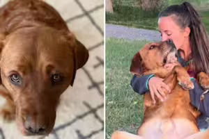 狗狗太聰明「當不了服務犬」被退訓!新主人養1年終於懂了開除原因:是真的 狗狗太聰明「當不了服務犬」被退訓!新主人養1年終於懂了開除原因:是真的