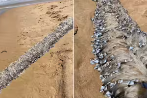 海邊發現「詭異透明長條狀物」　她驚：26年首次看到！專家揭真相