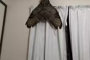 客廳驚見「巨無霸黑蟬」！「張開巨大翅膀」他驚：晚上也會叫