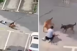 幼童遭2犬撕咬拖行 家人拼命救援 幼童遭2犬撕咬拖行 家人拼命救援
