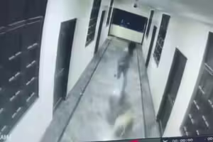 和狗玩你追我跑 少年直衝窗戶墜落 和狗玩你追我跑 少年直衝窗戶墜落
