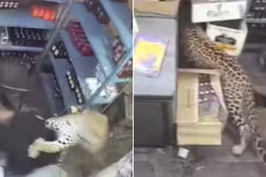 店員上班一半　野豹突闖店飛撲狠撕