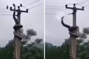 巨蟒爬電線準備出擊 下秒「狂爆火花」慘了 巨蟒爬電線準備出擊 下秒「狂爆火花」慘了
