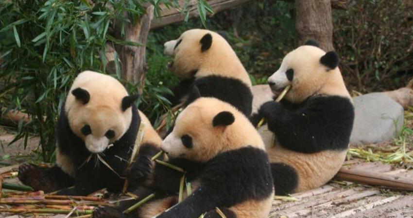 台北動物園大貓熊家族將有新成員？正在「圓圓」老家訪問的他這樣說