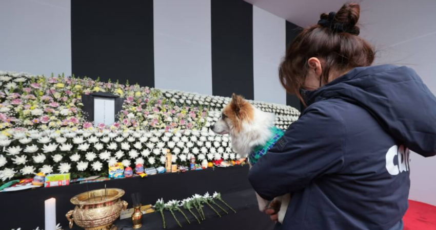 全家9口遇墜機罹難！愛犬赴靈堂「靜靜看著牌位」畫面惹哭網