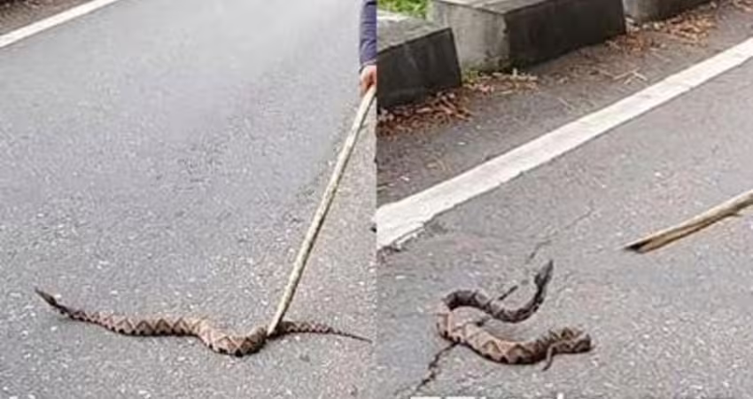 一早遇「山神」！超巨百步蛇橫越馬路 清潔隊員驚喜：40年首見