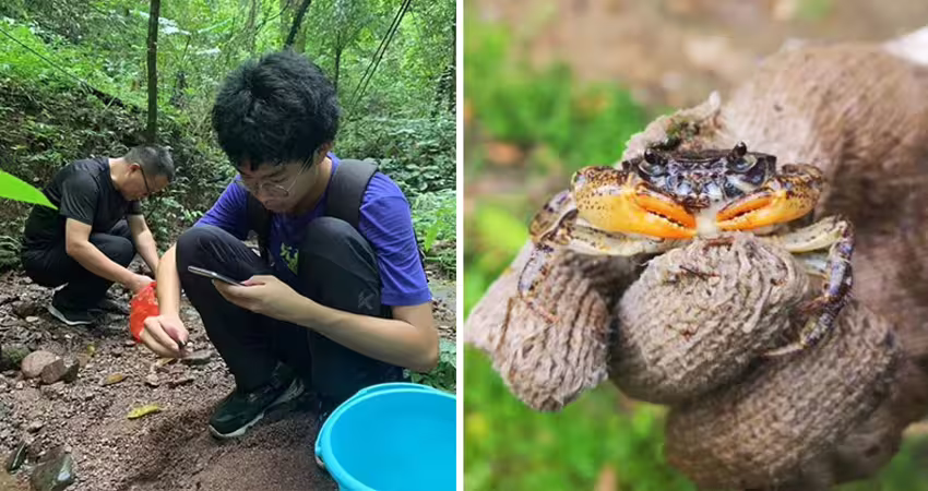 17歲少年溪邊抓螃蟹　驚覺外形怪怪的！一查竟是「地球新物種」